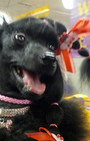 Backstage Beauty at Westminster Dog Show
