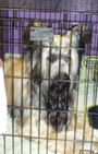 Backstage Beauty at Westminster Dog Show