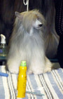 Backstage Beauty at Westminster Dog Show