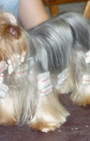 Backstage Beauty at Westminster Dog Show