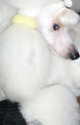 Backstage Beauty at Westminster Dog Show