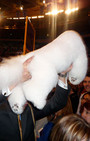 Backstage Beauty at Westminster Dog Show