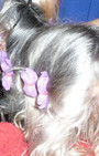 Backstage Beauty at Westminster Dog Show