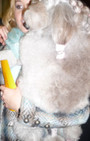 Backstage Beauty at Westminster Dog Show