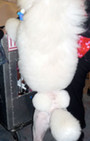 Backstage Beauty at Westminster Dog Show