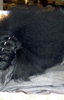 Backstage Beauty at Westminster Dog Show
