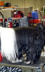 Backstage Beauty at Westminster Dog Show