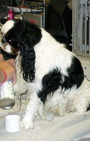 Backstage Beauty at Westminster Dog Show