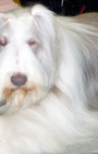 Backstage Beauty at Westminster Dog Show