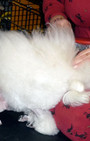 Backstage Beauty at Westminster Dog Show