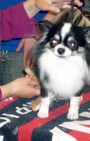 Backstage Beauty at Westminster Dog Show