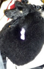 Backstage Beauty at Westminster Dog Show