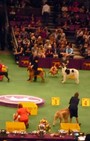 Backstage Beauty at Westminster Dog Show