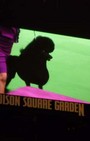 Backstage Beauty at Westminster Dog Show