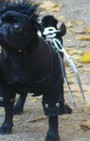 Halloween dog costumes for our furry fashionistas