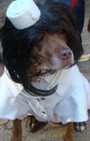 Halloween dog costumes for our furry fashionistas