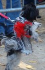 Halloween dog costumes for our furry fashionistas