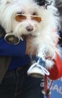 Halloween dog costumes for our furry fashionistas