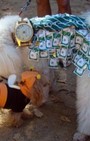 Halloween dog costumes for our furry fashionistas
