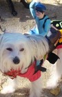 Halloween dog costumes for our furry fashionistas