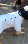 Halloween dog costumes for our furry fashionistas