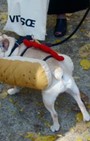 Halloween dog costumes for our furry fashionistas
