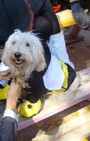 Halloween dog costumes for our furry fashionistas