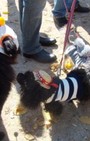 Halloween dog costumes for our furry fashionistas