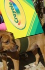 Halloween dog costumes for our furry fashionistas
