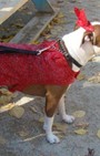 Halloween dog costumes for our furry fashionistas