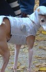 Halloween dog costumes for our furry fashionistas