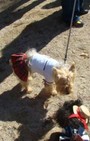 Halloween dog costumes for our furry fashionistas
