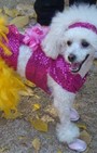 Halloween dog costumes for our furry fashionistas