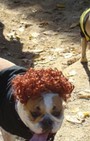 Halloween dog costumes for our furry fashionistas