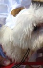 Halloween dog costumes for our furry fashionistas