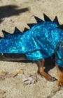 Halloween dog costumes for our furry fashionistas
