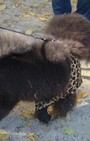 Halloween dog costumes for our furry fashionistas