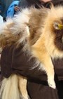 Halloween dog costumes for our furry fashionistas
