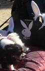 Halloween dog costumes for our furry fashionistas