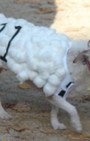 Halloween dog costumes for our furry fashionistas