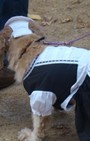 Halloween dog costumes for our furry fashionistas