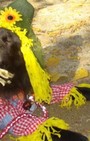 Halloween dog costumes for our furry fashionistas