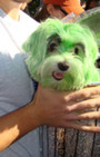 Doggy Style: Halloween Parade is Top Dog