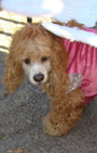 Doggy Style: Halloween Parade is Top Dog