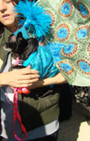 Doggy Style: Halloween Parade is Top Dog