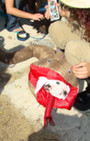 Doggy Style: Halloween Parade is Top Dog