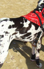 Doggy Style: Halloween Parade is Top Dog