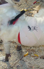 Doggy Style: Halloween Parade is Top Dog