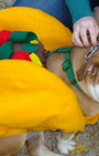 Doggy Style: Halloween Parade is Top Dog
