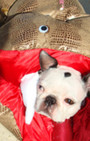 Doggy Style: Halloween Parade is Top Dog